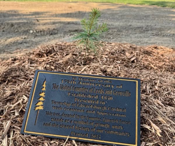 plaque